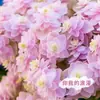 Semillas de Hortensia, Semillas de Flor Endless Summer, Plantas Perennes Resistentes al Frío y al Calor para Macetas de Patio y Balcón para Sembrar en Todas las Estaciones