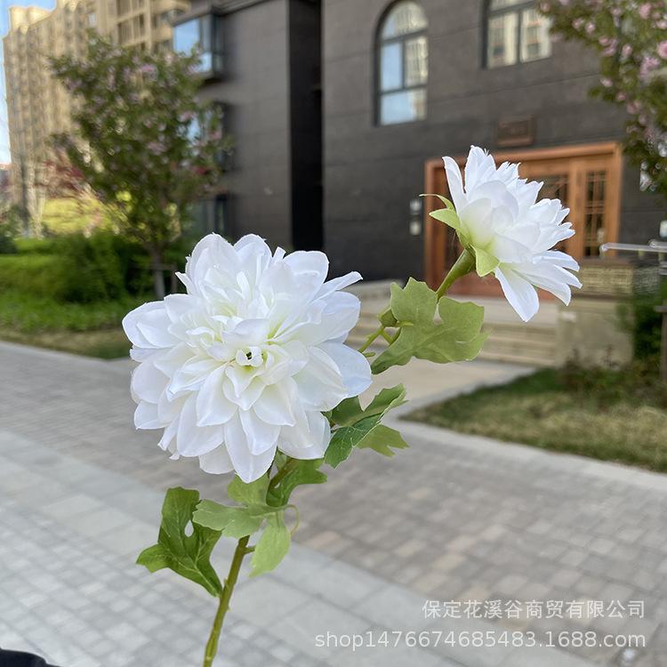 2头单支大丽花-exwpx-白色.JPG