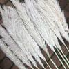 Color Primario Yunnan Cañas Grandes Flores Secas Beige Blanco Cañas Grandes Decoración de Boda Atrezzo para Sesión de Fotos Vestido Suave Flores Secas Naturales