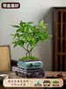 Árvore da Fortuna Planta Verde em Vaso Planta Hidropônica Bola de Musgo Decorativa de Mesa de Escritório Interno Mesa de Chá Perene o Ano Todo