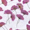 Flores de Gerbera Teñidas con Tallos, Flores Secas Prensadas con Tallos, Flores Reales para Actividades de Bricolaje, Materiales para Marcapáginas, Espécimenes de Plantas