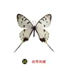 Especímenes Tridimensionales de Mariposas e Insectos Reales para la Educación Científica Infantil en Jardines de Infancia, con Alas Extendidas, Diseño de Estilo Fotográfico 1