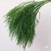 Verdor para Bodas Hierba Barba de Dragón Verdadero Hierba Espárrago Bosque Blanco Verde Estilo Decoración Fondo Colgante Arreglo Floral Decoración de Carretera Flores Artificiales