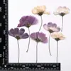 Flor de Geranio Prensada Lateralmente con Ramas Material de Flor Seca DIY Planta de Flor Real Espécimen Flor Seca Flor Prensada Marcapáginas Decoración de Rostro