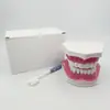 Modelo de Dente Dentário, Modelo de Cárie Dentária, Prática de Preparo Oral, Modelo de Dente Falso, Ferramenta de Ensino de Modelo de Dente Não Removível