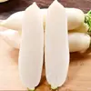 Sementes de Rabanete Branco Yangchun Dayu, Sementes de Rabanete Coreano Branco de Raiz Longa, Vegetais para Cultivo em Horta e Campo