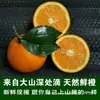 Hubei Zigui Laranja Umbigo Laranja da Primavera Laranja Doce Fruta da Estação Fresca Frete Grátis Laranja Umbigo Gan Gan Jinan Laranja Espremida