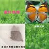 Especímenes de Mariposas Reales para Práctica, Mariposas Originales con Alas Sin Abrir, Materiales DIY para Espécimenes de Insectos, Mariposas Monarca, Insectos Originales, Mariposas Cola de Golondrina