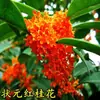 Se Plantan Brotes de Osmanthus en el Suelo, Árboles de Osmanthus Perennes, Osmanthus Dorado y Brotes Grandes de Osmanthus, Plantas para Patio, Flores Fragantes para Balcón