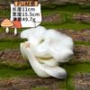 Simulação de cogumelo Pleurotus ostreatus cor cogumelo conjunto fotografia janela decoração macia adereços PU falso cogumelo modelo vegetal