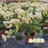 Planta en Maceta Buganvilia Floreciendo Cereza Verde Doble Pétalo Floración Cuatro Estaciones Balcón Fácil de Cultivar Buganvilia de Interior Planta Verde para Balcón