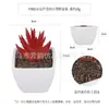 Planta Artificial de Plástico Mini Hecha a Medida Transfronteriza Maceta Adornos de Escritorio Planta de Simulación Plástico Suculento Flor Falsa Planta Verde Bonsái