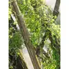 Enredaderas ramas ramitas higuera raíces aéreas trepadoras colocación musgo enredaderas muertas musgo artificial paisajismo estilo bosque colgante de pared decoración de arte floral