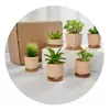 Línea Mini de Empaque para Pedidos por Correo Exportación Rayas Quemadas Lisas Maceta Pequeña de Porcelana Blanca Flor Carnosa con Base de Bambú