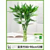Planta Hidropónica de Bambú de la Suerte para Sala de Estar, Planta Verde que Atrae la Riqueza, Bambú de Agua de Interior con Tallos y Raíces Gruesos, Planta Hidropónica de Bambú de la Fortuna en Maceta