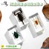 Más de 50 Espécimenes de Insectos Modelo de Resina Transparente: Escarabajo Rinoceronte, Araña, Escorpión, Ciervo Volante, Avispa, Sujetalibros Creativos, Productos Terminados