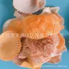 Artesanías de Caracolas Naturales Vendidas por Libra para Acuarios, Fotografía, Educación de Estudiantes y Niños, Minería y Uso Marino