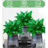 Rábano Verde Árbol de la Fortuna Espárrago Bambú Flor de Incienso de Nueve Millas Planta en Maceta Interior Menta Bambú Rico Planta Hidropónica Fácil de Alimentar