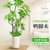 Forma Pie de Pato Madera Sala de Estar Maceta Grande Planta Verde Interior Sala de Estar Grande de Pie Flor Real Pila Vieja Pie de Pato Madera
