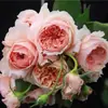 Plántulas de Rosa Gypsophila Ultra Finas, Plántulas de Rosas Florecientes, Florales de Maceta de Cuatro Estaciones, Plantas Trepadoras, Rosales y Plantas Verdes
