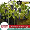 Soporte de montaje para pérgola de uvas para patio exterior, estructura trepadora para maracuyá y calabaza amarga, enrejado de hierro forjado, estructura trepadora para plantas de balcón