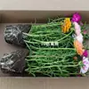 Plántulas de Girasol de Doble Pétalo Inmortales con Raíces y Brotes Enviadas en Maceta Florales Balcón Plantas Verdes Florecientes