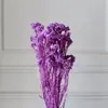 Flores de Mijo Conservadas Blancas, Flores de Mijo Secas, Venta al por Mayor desde Fabricante, Materiales para Uñas Hechas a Mano DIY
