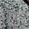 Flor Flotante de Hielo 5.5mm Separador de Cuentas de Ábaco Piedra Natural Perla de Jade Accesorios para Joyería Artesanías de Jade de Myanmar