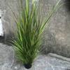 Simulación de hierba de cebolla de PVC, escena de reverdecimiento de jardín de juncos, planta en maceta, simulación de planta, decoración del hogar