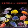 Peixe Ciclídeo dos Três Lagos Linha Negra Príncipe Peixe Vivo, Tamanho Pequeno a Médio, Fácil de Manter, Resistente, Peixe Ornamental Tropical, Ciclídeo Cavalo, Ciclídeo Tang, Peixe de Água Doce