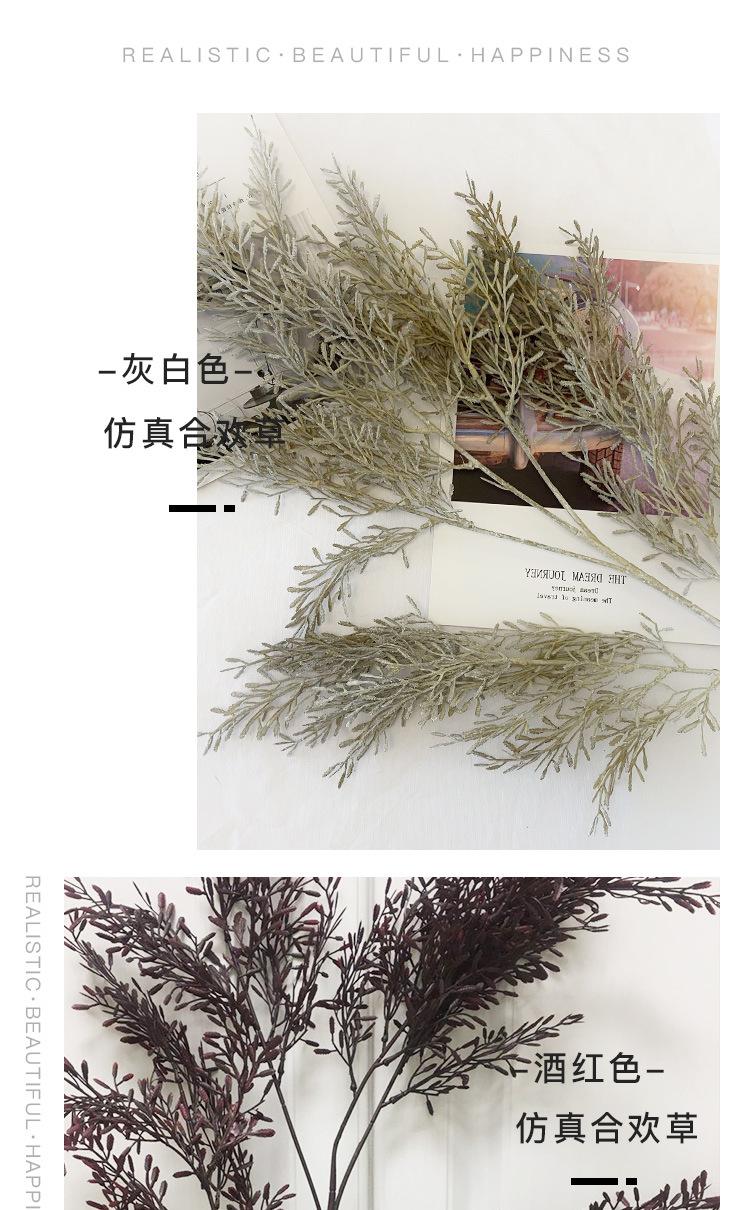 合欢草详情_05
