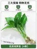 Planta de Ave del Paraíso Hidropónica en Maceta para Escritorio, Estilo Nórdico, Planta de Interior Perenne, Hojas Grandes, Cultivada en Agua, Tolera la Sombra, para Sala de Estar