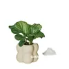 Flores de bonsai para exibição em mesa interna fácil de cuidar folhas coloridas plantas verdes plantas de bonsai estilo celebridade da internet INS