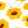Flor de Crisântemo Olho de Cobra Seca Pétalas Prensadas Maquiagem Adesivos de Crisântemo Dourado Kit de Artesanato DIY com Flores Prensadas Espécime de Planta Flores Reais