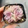 Base de planta suculenta autoproducida y autovendida al por mayor suculentas pequeñas combinación de flores plantas en maceta plantas carnosas Lithops Haworthia