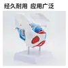 Modelo de Pelvis Femenina, Modelo de Músculos del Suelo Pélvico, Modelo Uterino Pélvico, Modelo de Enseñanza del Parto y la Partería