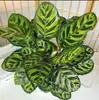 Gynostemma Arco-Íris, Gynostemma Pavão, Gynostemma Maçã Verde são tolerantes à sombra e fáceis de cuidar. São plantas de interior em vasos, plantas com folhagem perene e podem ser cultivadas hidroponicamente.