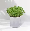 Planta en Maceta con un Toque de Fragancia, Planta Verde con Aroma Fuerte para Sala de Estar, Balcón, Repelente de Mosquitos, Repelente de Insectos, Suculenta con Aroma, con Tierra para Macetas