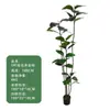 Estilo de Lujo Ligero Planta Verde Simulada Árbol de Caucho Diamante Negro Plantas Falsas Decorativas de Pie para Sala de Estar Balcón Paisajismo