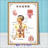 Diagrama esquemático del sistema musculoesquelético humano. Póster médico. Diagrama de la estructura del corazón. Póster hospitalario.