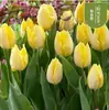 Sementes de bulbos de tulipa, bulbos holandeses de pétala única 5 graus, flores em vaso para interior, florescendo o ano todo, fáceis de cuidar, adequadas para cultivo hidropônico, atacado