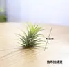 Planta aérea para iniciantes, plantas sem solo vermelhas, amarelas e verdes de aparência etérea, flores para micro paisagem de mesa que podem florescer e absorver formaldeído