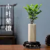 Sândalo Vermelho de Folhas Pequenas Paisagismo Bonsai Plantas Velhas Mudas Selva Vasos Internos Escritório Ornamentos Zen Bom para Cultivo de Flores