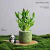 Árbol del Dinero Planta en Maceta Decoración Creativa de Planta para Escritorio Flor y Planta Verde para Oficina Adorno Hiedra Coco Rico Verde Bonsái Pequeño