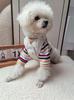 Estilo Ins Outono e Inverno Colete de Cachorro Urso Colete Camisa Base Roupa de Gato Duas Peças Roupas para Cães de Estimação