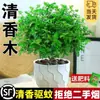Madera Aromática Maceta Tocón Viejo de Pimienta Plantones Repelente de Mosquitos e Insectos para Interiores Planta de Escritorio Perenne Planta Verde para Todas las Estaciones