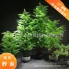 Planta en maceta hojas de helecho maceta bonsái plástico Hierba Persa árbol árbol artificial