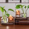 Hui Neng Pequeño Monje Planta Verde Hidropónica Jarrón Escritorio Oficina Hogar Mesa de Té Decoración Jarrón de Planta Cultivada en Agua Inspirado en Zen