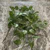 Tela de Serigrafía Pothos Simulado Colgante de Pared Floral Planta Falsa Ratán Hoja de Uva Hoja de Pothos Verde Hoja de Arce Vides Decoración