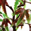 10 CM floresta tropical floresta tropical dente folha de duas cores simulação de árvore falsa árvore bandeja de areia micro paisagem árvore tanque de peixes acessórios de planta de água árvore de plástico